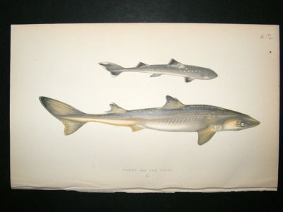 Fish Print: 1869 Picked Dog and Young, Couch