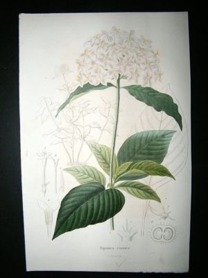 Herincq C1860 Hand Col Botanical Print. Sipanea Carnea