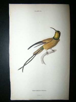 Jardine: C1840 Trochilus Pella Hummingbird. Hand Col Print