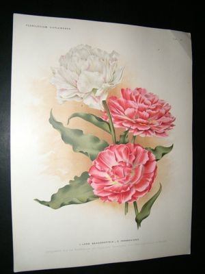 Florilegium Harlemense 1901 Folio Botanical Print. Lord Beaconsfield Tulips