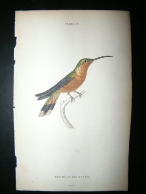 Jardine: C1840 Trochilus Swainsonii Hummingbird. Hand Col Print
