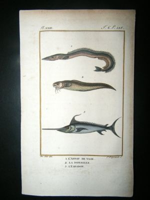 Fish Print: 1805 Swordfish etc, Hand Col, Latreille