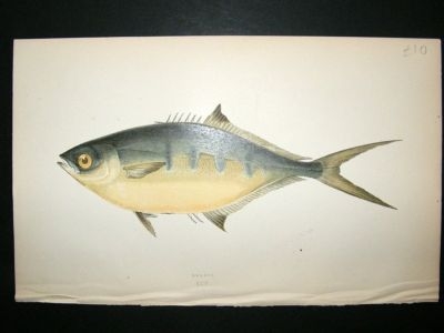 Fish Print: 1869 Derbio, Couch