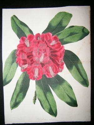 Paxton C1835 Hand Col Botanical Print. Rhododendron Arboreum. Double