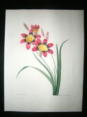 Redoute: C1833 Botanical. Sparaxis Tricolor. Hand Col
