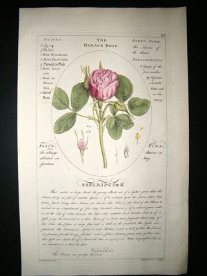 Sheldrake: 1759 Medical Botany. The Damask Rose. Hand Col Print