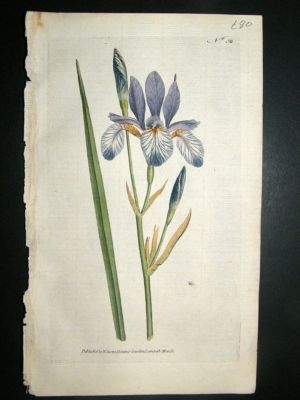 Botanical Print 1787 Siberian Iris #50, Curtis hand col