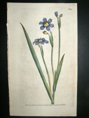 Botanical Print 1789 Iris-Leaved Sisyrinchium #94, Curt