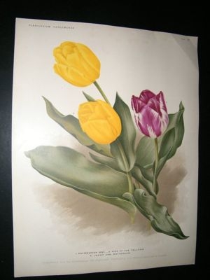 Florilegium Harlemense 1901 Folio Botanical Print. Pottebakker Tulip