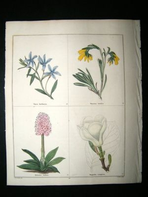 Maund C1830 Periwinkle, Onosma, Helonius, Yulan Magnolia 59. Hand Col Botanical