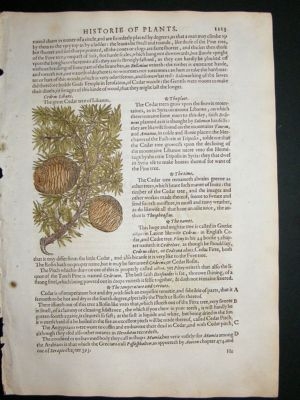 Botanical print: 1597 Cedar Tree, Pines, hand col, Gera