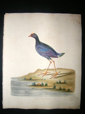 William Hayes: 1817 Purple Gallinule, Hand Col Bird