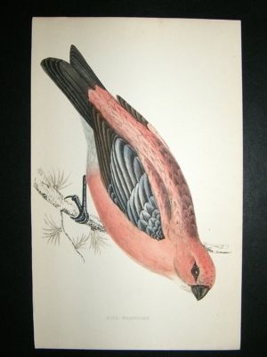 Bird Print: 1867 Pine Grossbeak, Morris, hand coloured