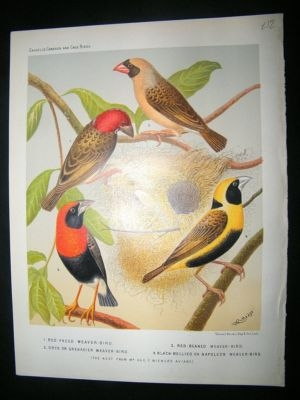Bird Print 1880 Weaver-Birds & Nest, Antique, Cassell