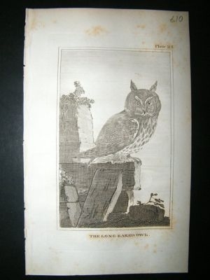 Bird Print: 1812 Long Eared Owl, Buffon, Antique
