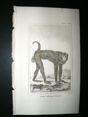 Monkey Print: 1812 Long Legged Baboon, Buffon