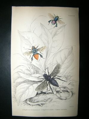 Jardine: C1840 Orchid Bees, Hand Col