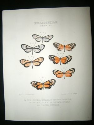 Hewitson C1860 Hand Col Butterfly Print. Ithomia Iolaia