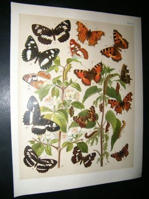 Kirby 1907 Nymphalidae Butterflies 9. Antique Print
