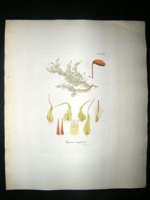 Botanical Print: 1818 Mosses, Hypnum Crispifolium, Hook