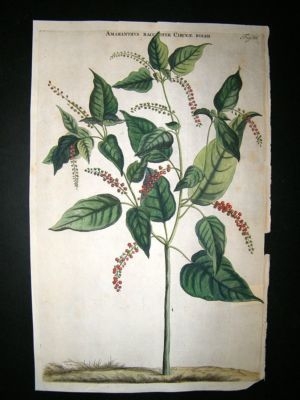 Commelin 1697 Hand Col Botanical. Amaranthus Baccifer 66