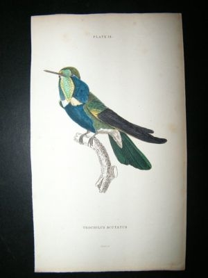 Jardine: C1840 Trochilus Scutatus Hummingbird. Hand Col Print