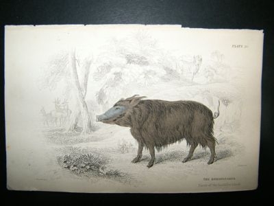 Pacific Hog, Koiroptamus: C1840 Hand Col Print, Jardine