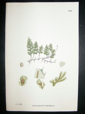 Botanical Print 1899 Hymenophyllum Tunbridgense Fern, S