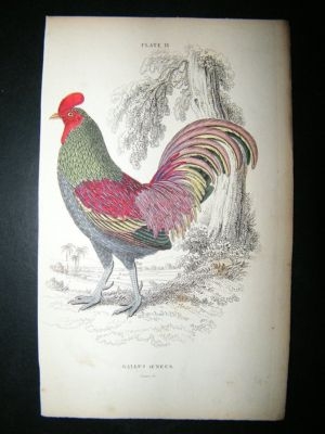 Jardine: C1840 Bronze Cock Poultry. Hand Col Bird Print