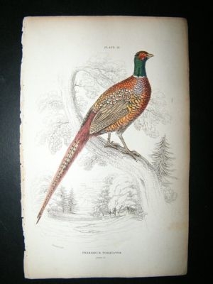 Jardine: C1840 Pheasant. Hand Col Bird Print