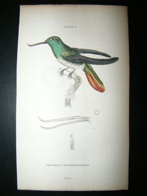Jardine: C1840 Trochilus Recurvirostris Hummingbird. Hand Col Print