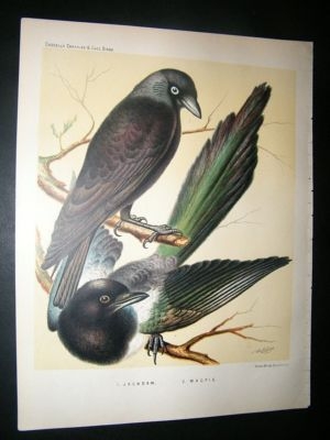 Bird Print 1880 Magpie, Jackdaw, Cassell
