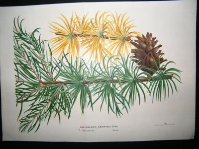 Van Houtte: C1860 Hand Col Botanical Print. Golden Larch. Large