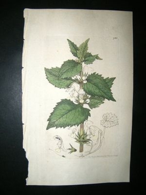 Botanical Print: 1800 White Dead Nettle #768, Sowerby H