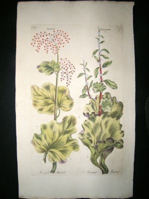 Hill:C1760 Folio Botanical Rhubarb Vegetable Fruit, Han