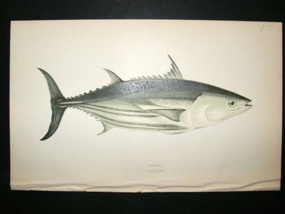 Fish Print: 1869 Bonito, Couch