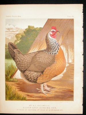 Bird Poultry Print: 1874 Silver Grey Dorking Hen