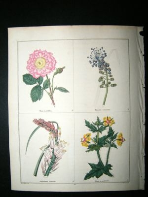 Maund C1830 Oeillet Pink Flowered Rose, Grape-Hyacinth, Kingspear, Loasa 63. Han