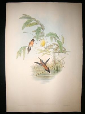 Gould Family of Hummingbirds: C1860 Longuemare's Hermit. Folio Hand Col