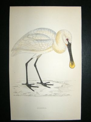 Bird Print: 1867 Spoonbill, Morris, hand coloured