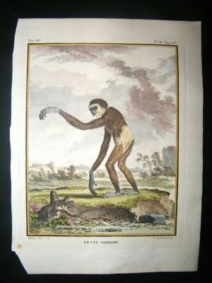 Buffon: C1770 Small Gibbon Monkey. Hand Coloured.