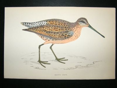 Bird Print: 1867 Brown Snipe, Morris, hand coloured