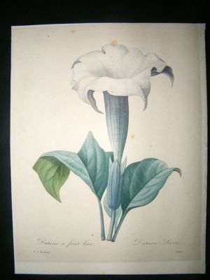 Redoute: 1827 Botanical. Thorn Apple. Hand Col Print