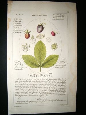 Sheldrake: 1759 Medical Botany. Strawberries. Hand Col Fruit Print
