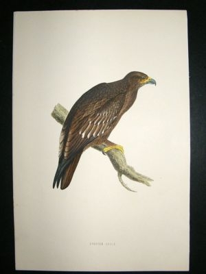 Bird Print: 1891 Spotted Eagle, Morris, hand coloured
