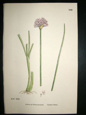 Botanical Print 1899 Garden Chives, Sowerby Hand Col #1
