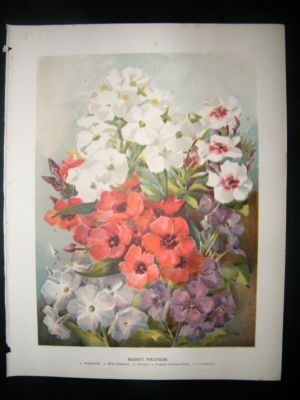 Botanical Print: 1897 Hardy Phloxes, John Wright