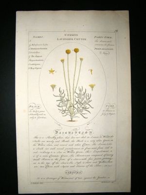 Sheldrake: 1759 Medical Botany. Common Lavender Cotton. Hand Col