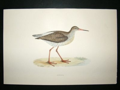 Bird Print: 1891 Redshank, Morris, hand coloured