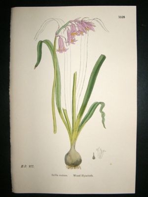 Botanical Print 1899 Wood Hyacinth, Sowerby Hand Col #1